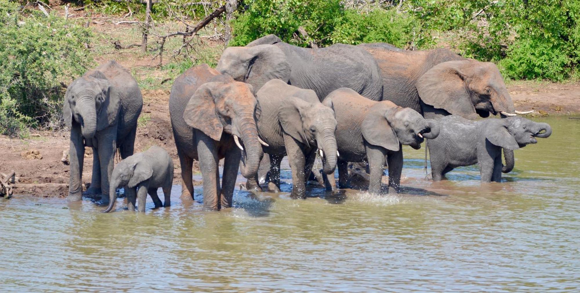 Kholiwe On Kruger Lodge & Safaris Marloth Park Dış mekan fotoğraf