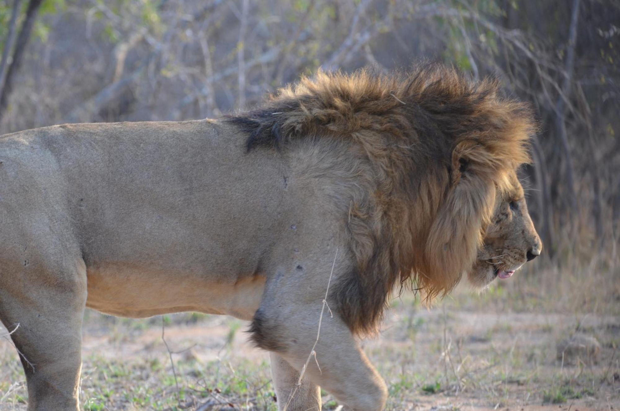 Kholiwe On Kruger Lodge & Safaris Marloth Park Dış mekan fotoğraf