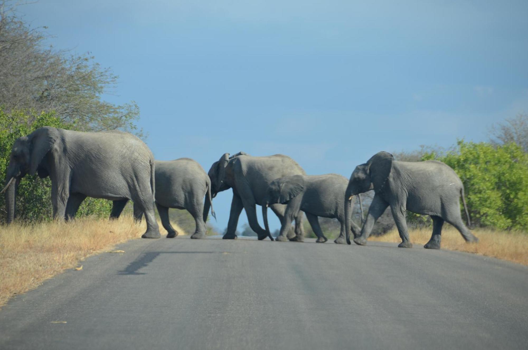 Kholiwe On Kruger Lodge & Safaris Marloth Park Dış mekan fotoğraf