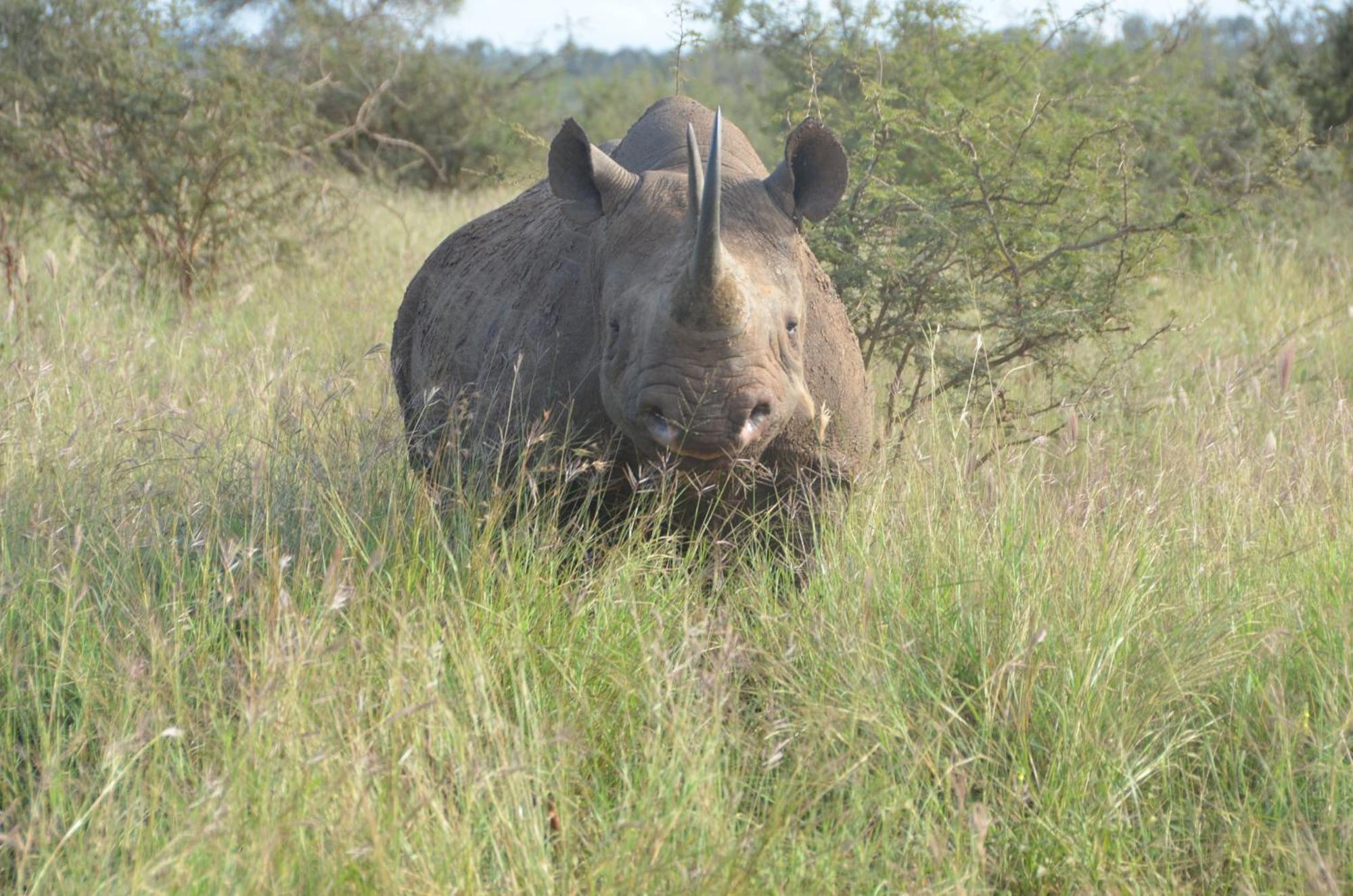 Kholiwe On Kruger Lodge & Safaris Marloth Park Dış mekan fotoğraf