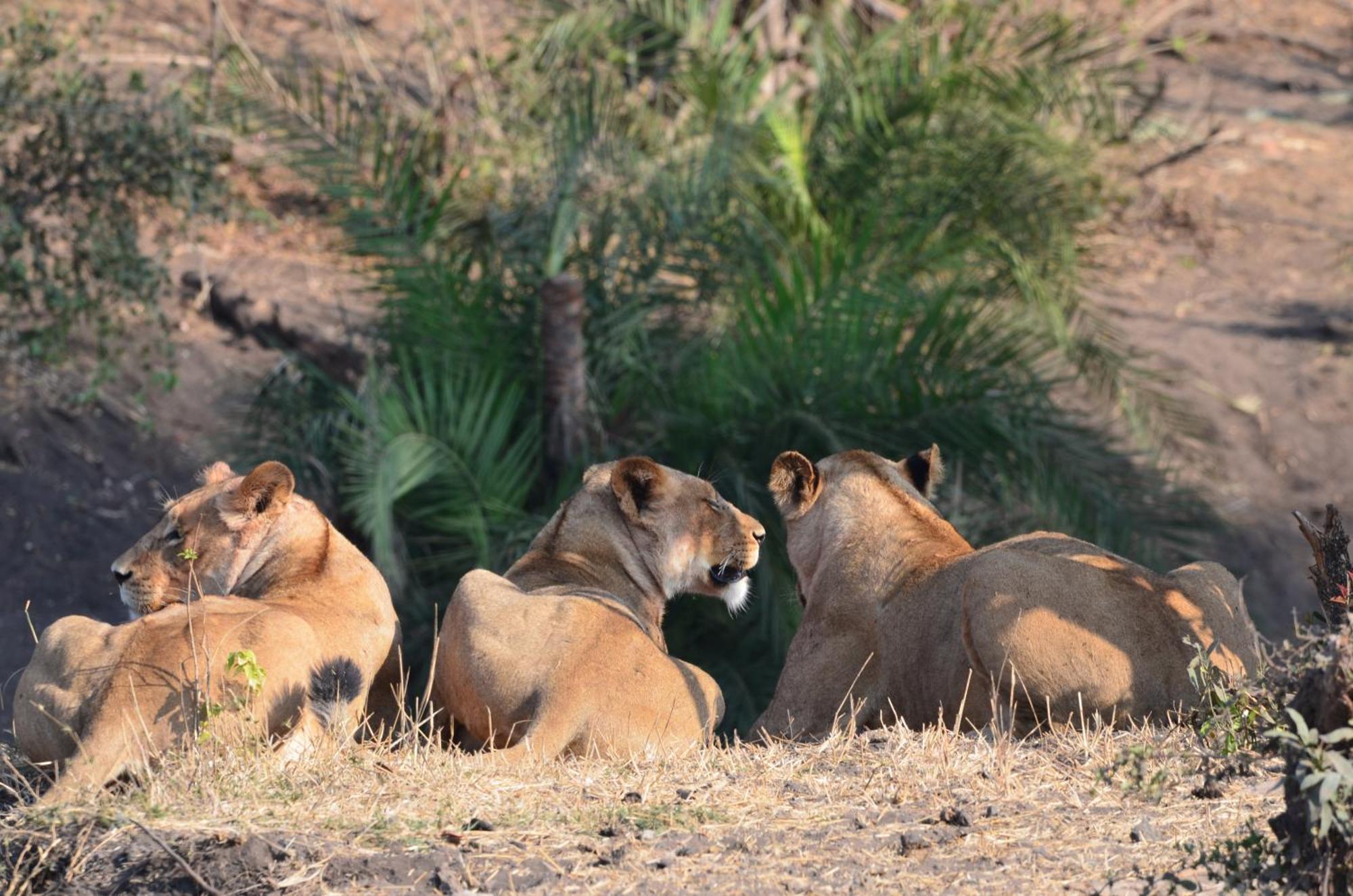 Kholiwe On Kruger Lodge & Safaris Marloth Park Dış mekan fotoğraf